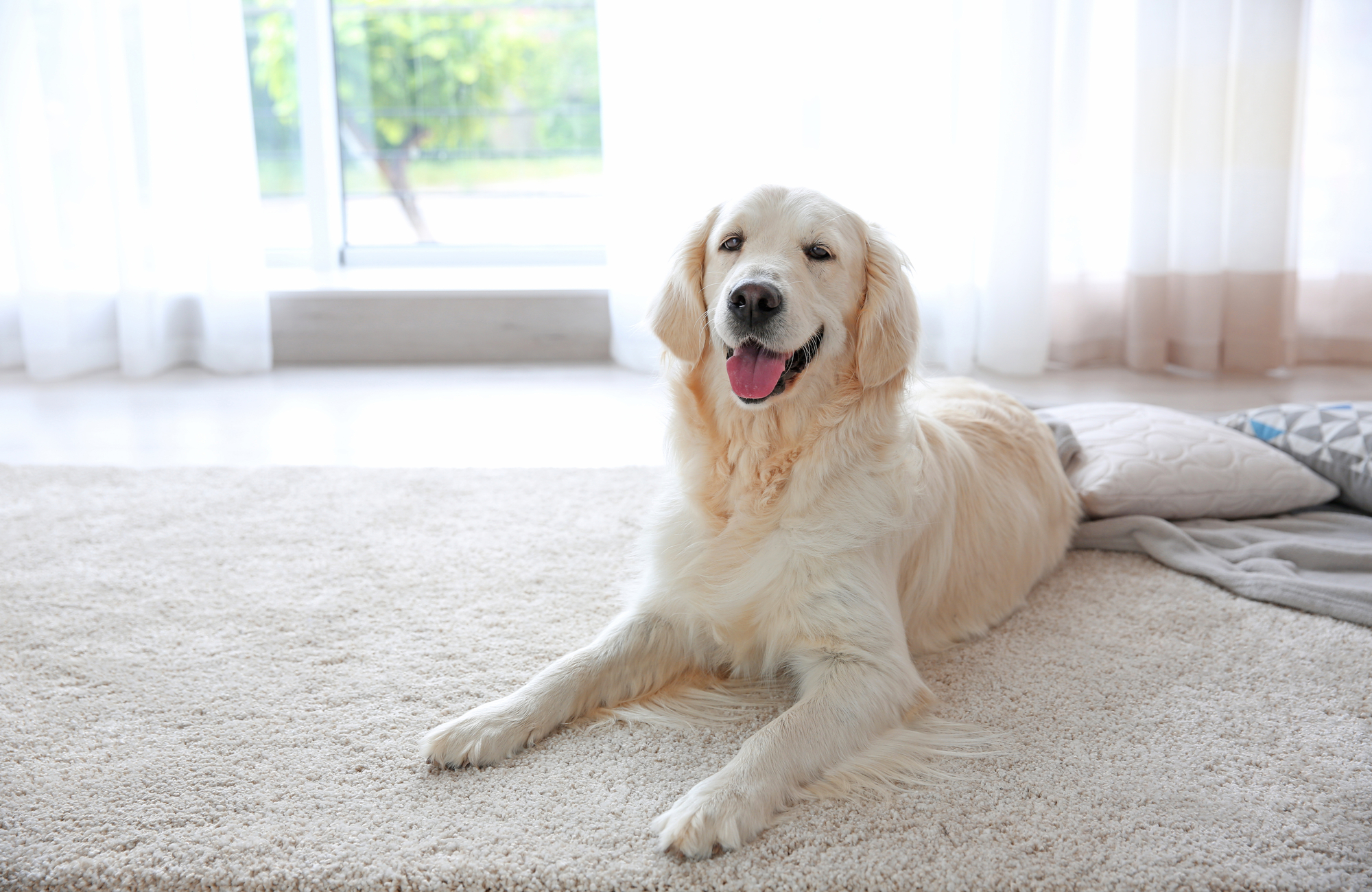 A Cute Dog Laying on Clean Carpet